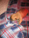 Female Fawn