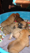 Pups 3-20-2012