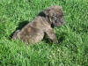 Male Reverse Brindle 4 1/2 weeks